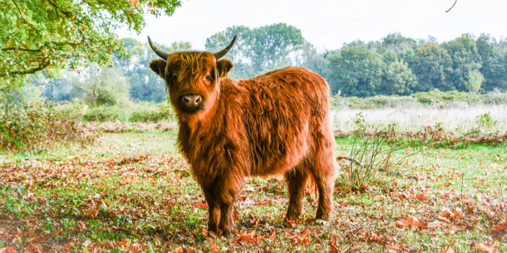 Wandelen en Fruhschoppen bij Libre in Mill