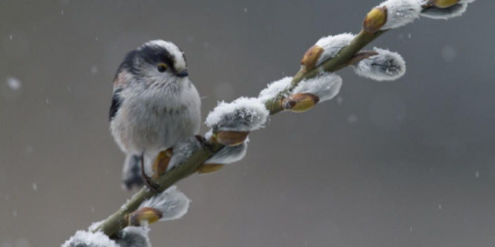 Wandeling 22 februari - Winter op Landgoed Tongelaar
