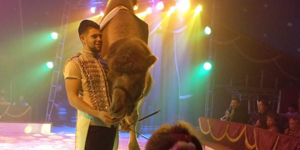 Komt dat zien! Het circus komt naar Mill – maak kans op gratis tickets
