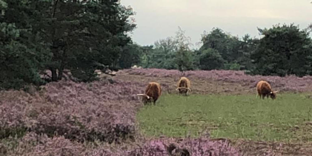Natuurwandeling zondag 17 mei Molenheide Mill