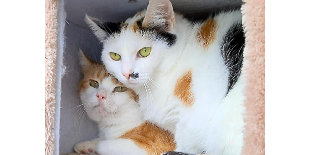 Asieldieren van de week: Gideon en Gaby
